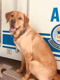 photo of canine Tutty